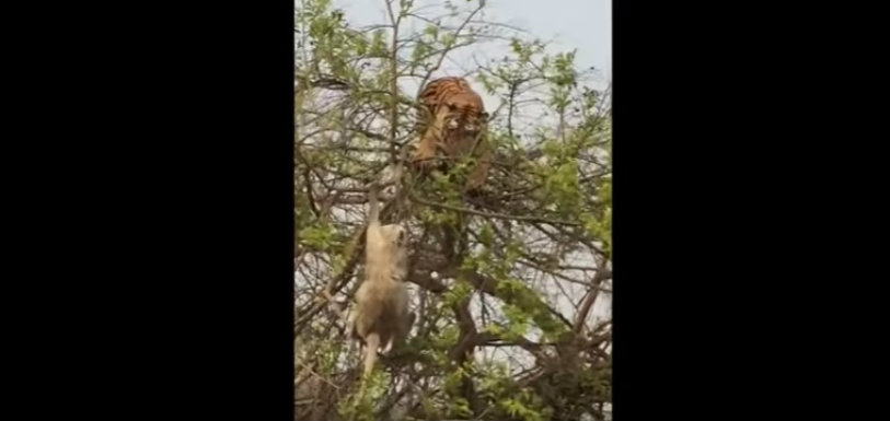 Watch: Tiger Vs Monkey At Jim Corbett National Park, Guess Who Won? - Mango News