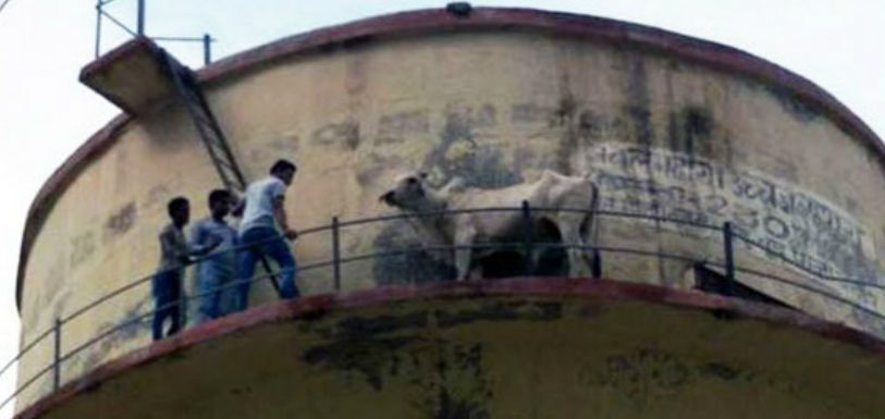 Bull climbs 60-feet water tank, rescued after 8 hours