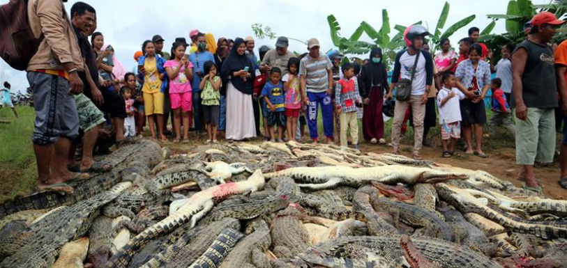 Indonesia: Mob Slaughtered 292 Crocodiles To Avenge One Man’s Death   
