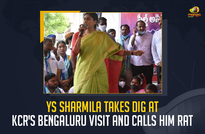 YS Sharmila Takes Dig At KCR's Bengaluru Visit And Calls Him Rat, Sharmila Takes Dig At KCR's Bengaluru Visit, YS Sharmila Calls KCR As A Rat, KCR like rat ran away to Bengaluru, YSRTP Chief YS Sharmila Takes Dig At TRS Govt, YSRTP Chief YS Sharmila Takes Dig At KCR's Bengaluru Visit And Calls Him Rat, YSRTP Chief Takes Dig At KCR's Bengaluru Visit And Calls Him Rat, KCR's Bengaluru Visit, Rat, CM KCR Bangalore Tour, CM KCR Bangalore Tour News, CM KCR Bangalore Tour Latest News, CM KCR Bangalore Tour Latest Updates, CM KCR Bangalore Tour Live Updates, CM KCR, KCR, Telangana CM KCR, K Chandrashekar Rao, Chief minister of Telangana, K Chandrashekar Rao Chief minister of Telangana, Telangana Chief minister, Telangana Chief minister K Chandrashekar Rao, Mango News,