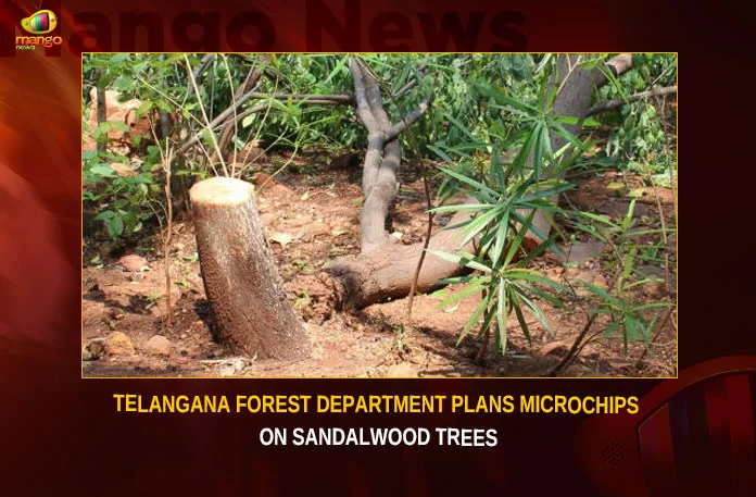 Telangana Forest Department Plans Microchips On Sandalwood Trees,Telangana Forest Department Plans Microchips,Microchips On Sandalwood Trees,Telangana Forest Department,Mango News,Forest Dept Mulls To Install Microchip,Forest Department To Launch Microchips,Microchips On Sandalwood Latest News,Microchips On Sandalwood Latest Updates,Microchips On Sandalwood Live News,Department On Sandalwood Trees,Department On Sandalwood Trees News,Sandalwood Trees Latest News,Sandalwood Trees Latest Updates,Sandalwood Trees Live News,Telangana Forest Department News Today,Telangana Forest Department Latest News