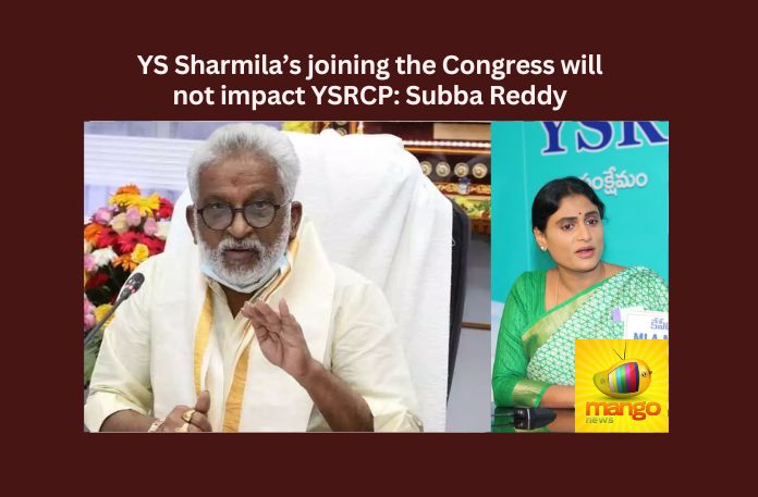 YS Sharmilas joining the Congress will not Impact YSRCP Subba Reddy,YS Sharmilas joining the Congress,It Will not impact YSRCP,Subba Reddy,Subba Reddy on YS Sharmilas joining,YS Sharmila, YSRTP, YSRCP,Jagans sister Sharmila set to join,Babai Reacts To Rumours, YS Jagan,Mango News,Jagans sister Sharmila,YS Sharmila Latest News,YS Sharmila Latest Updates,Subba Reddy Latest News ,Subba Reddy Latest Updates